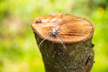 capricorn beetles bug on a tree