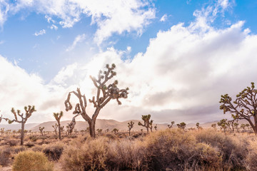 Desert landscape with Joshua trees and mountains on horizon. California, USA.