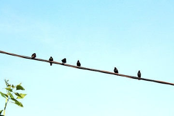 A flock of black birds on a wire