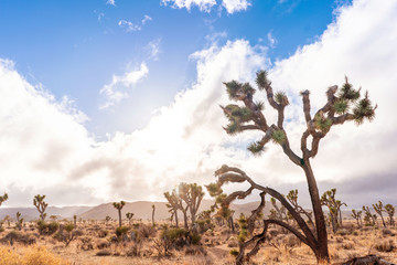 Joshua trees in a desert. California, USA.