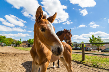Obraz premium ein niedliches Fohlen und eine Stute auf einer Weide