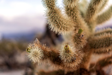 Cholla cactus close up photo.