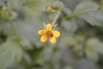 real wild micro flowers and attracted insects