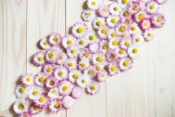 Pink Daisies Flat lay. Daisy Flowers on Wooden Background. Copy Space