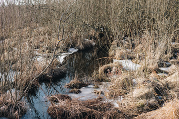 landscape with swamps