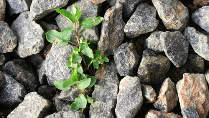 beautiful textured background of natural stone, natural crushed stone of rich color, young grass sprouted among stones