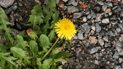 beautiful textured background of natural stone, natural crushed stone of rich color, yellow dandelion flower sprouted among stones after rain