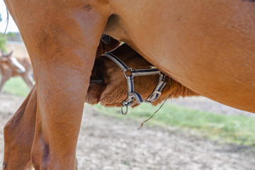 Obraz premium ein Fohlen nimmt Nahrung bei eine Stute