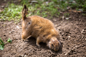 Marmot with tail in the air