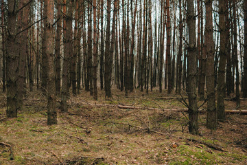 inside of a pine forest