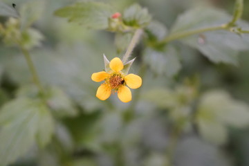 real wild micro flowers and attracted insects