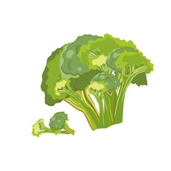 Broccoli cabbage vegetable whole and pieces, healthy food. Vector illustration. - 271651191
