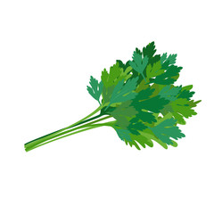 Fresh green parsley. Spicy seasoning. Vector illustration. - 271651192