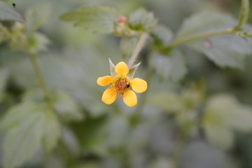 real wild micro flowers and attracted insects