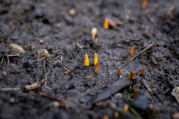 small seedlings growing from the ground