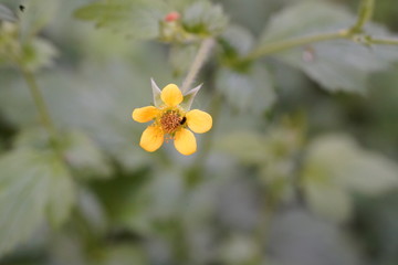 real wild micro flowers and attracted insects
