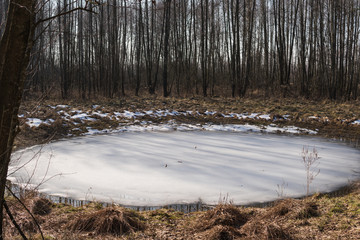 landscape with swamps