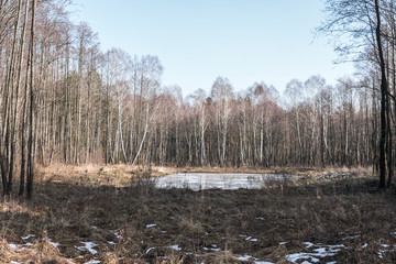 small lake in the forest