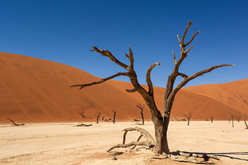 Valle de la muerte en el desierto de Namibia, África.