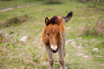 pottok &agrave; la rhune