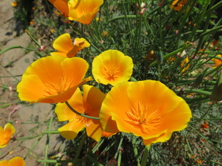 Obraz premium Kalifornischer Mohn