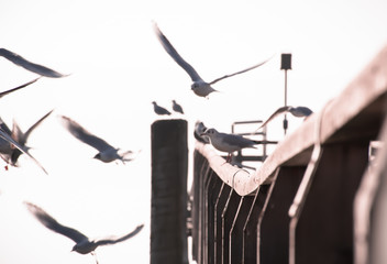 Birds © Yo