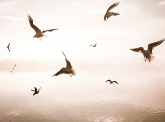 Birds