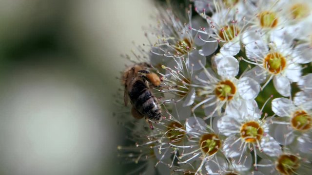 Bee on a white inflorescence in spring collects pollen. Crataegus monogyna in spring. White inflorescences sway in the wind. Flowers of hawthorn in flowering periud.