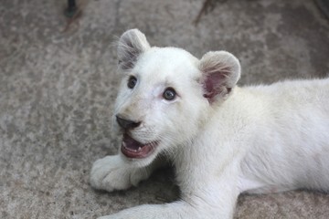 White lion cub