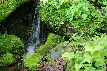 妙高山を流れる湧き水
