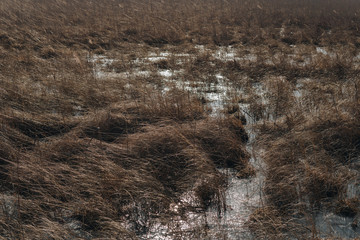 landscape with swamps