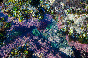 tidepools moss beach