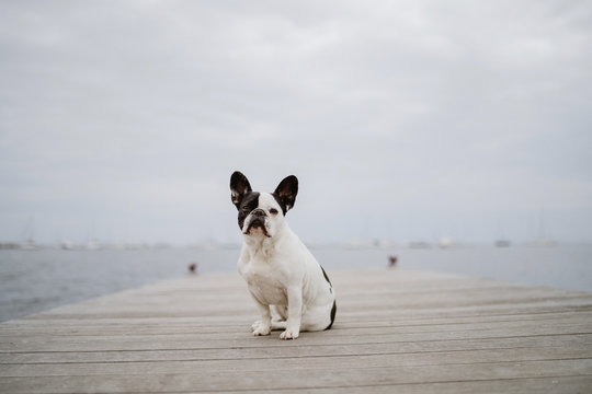 Adorable French Bulldog sitting on wooden pier near waving sea on gray day on beach