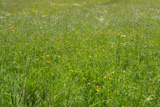 uncut lawn flowers are good for insect and wildlife 