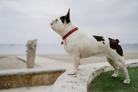 Cute French Bulldog standing on rough stones near calm sea on moody day