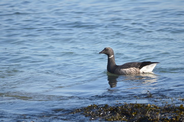 Bernache cravant (Branta bernicla)