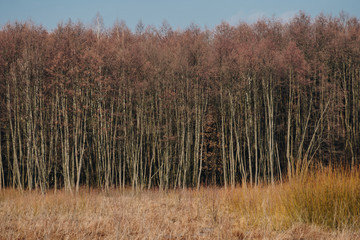 phragmites in front of trees