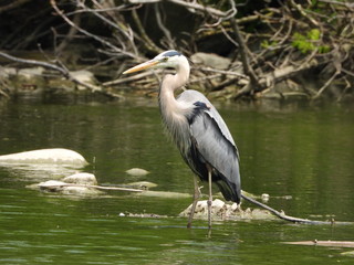 great blue heron