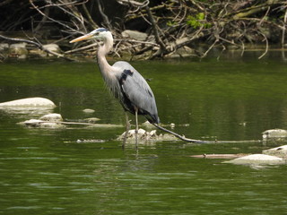 great blue heron