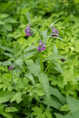 Symphytum officinale  healing herbal flower plant