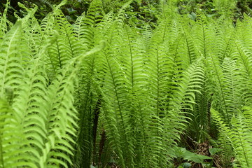 fern in the forest