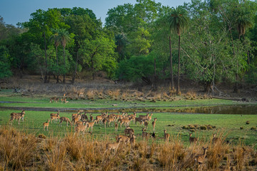 Alert Spotted deer herd after an alarm call by a sambar deer in rajbaug lake at Ranthambore National Park, India