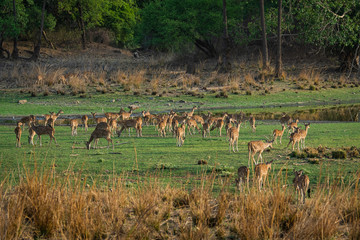 Alert Spotted deer herd after an alarm call by a sambar deer in rajbaug lake at Ranthambore National Park, India