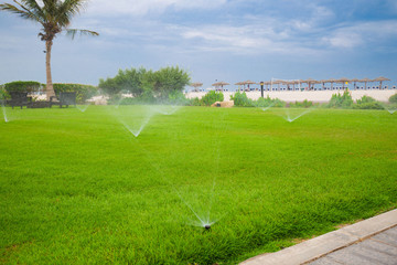 Obraz premium UAE. Watering sprinkler lawn