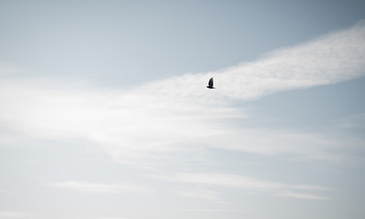 Fly