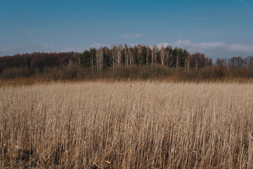 landscape with swamps