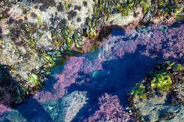 tidepool low tide 