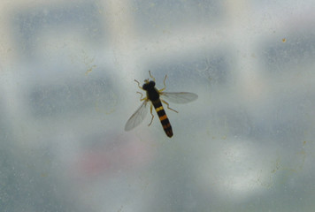 fly bee on a window