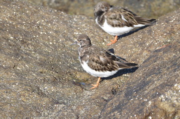Tournepierre à collier (Arenaria interpres)