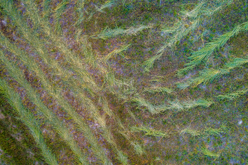 Aerial view of a meadow with mowed grass. Natural floral background